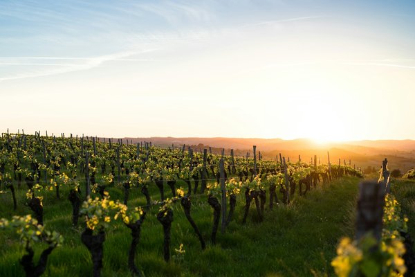 Quels sont les avantages de louer une maison de vacances en Provence avec des cours de cuisine et des visites de vignobles?
